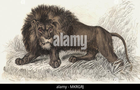Ferocious Male Lion Stock Photo - Alamy