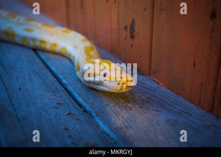 Big yellow burmese python crawling on the floor at night Stock Photo