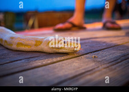 Big yellow burmese python crawling on the floor at night Stock Photo