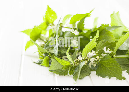 White dead nettle on white table. Stock Photo