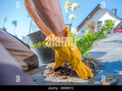Men Planting Small Plants. Building Newly Designed Garden Theme. Stock Photo