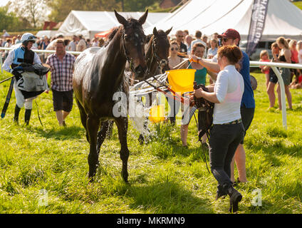 Horses being cooled down after race in very hot conditions Eyton on Severn Point to Point 7th May 2018 Stock Photo