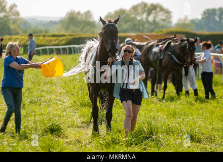 Horses being cooled down after race in very hot conditions Eyton on Severn Point to Point 7th May 2018 Stock Photo