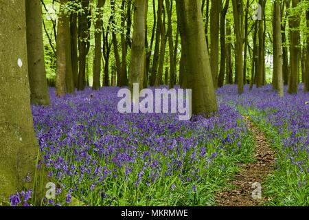 Bluebells at Badbury Hill, Faringdon Stock Photo