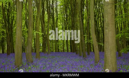 Bluebells at Badbury Hill, Faringdon Stock Photo