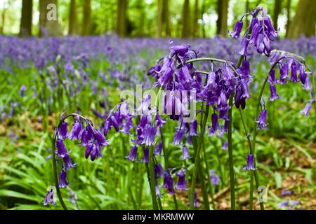 Bluebells at Badbury Hill, Faringdon Stock Photo