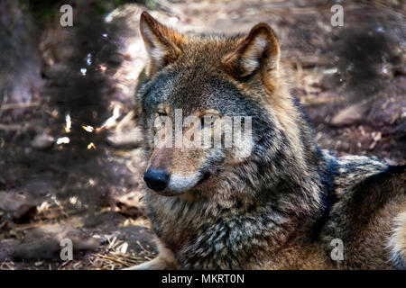 Portrait of a Wolf (Canis Lupus) - a truly beautiful wild animal Stock Photo