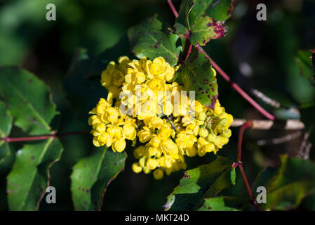 The yellow flowers of a Oregon grape (Mahonia aquifolium) Stock Photo
