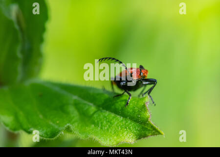 Scarlet (Red) Lily Beetle on garden plant Stock Photo