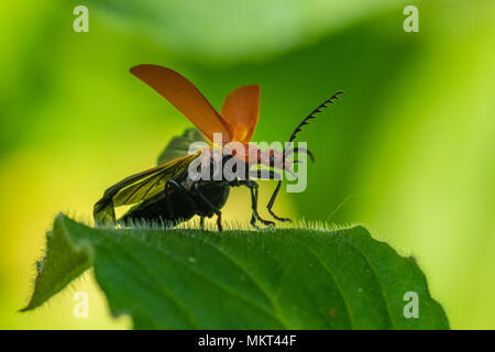 Scarlet (Red) Lily Beetle on garden plant Stock Photo