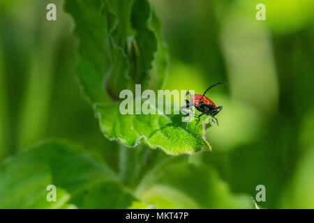 Scarlet (Red) Lily Beetle on garden plant Stock Photo