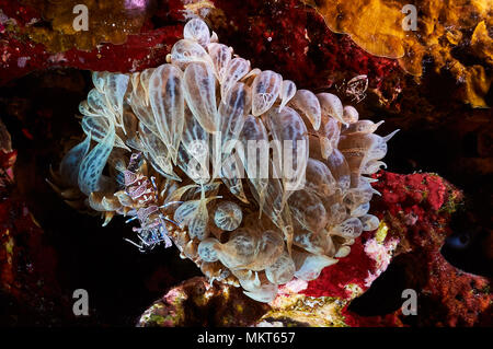 Symbiosis between shrimp retainers (Periclimenes amethysteus) and trumpet anemone (Aiptasia mutabilis) in Mediterranean Sea (Balearic Islands, Spain) Stock Photo