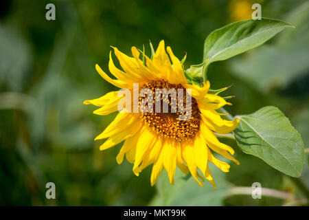 Sunflower cultivation has increased three times in the last few years, especially in the Subarnachar area of Noakhali district, because local farmers  Stock Photo