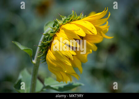 Sunflower cultivation has increased three times in the last few years, especially in the Subarnachar area of Noakhali district, because local farmers  Stock Photo