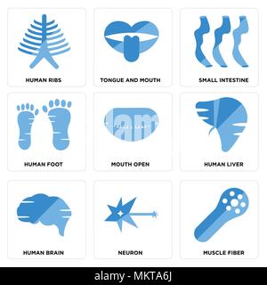 Set Of 9 simple editable icons such as Muscle Fiber, Neuron, Human Brain, Liver, Mouth Open, Foot, Small Intestine, Tongue and Mouth, Ribs, can be use Stock Vector