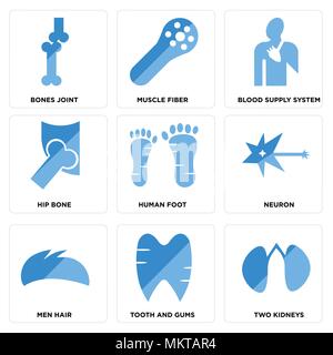 Set Of 9 simple editable icons such as Two Kidneys, Tooth and Gums, Men Hair, Neuron, Human Foot, Hip Bone, Blood Supply System, Muscle Fiber, Bones J Stock Vector