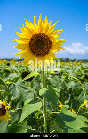 Sunflower cultivation has increased three times in the last few years, especially in the Subarnachar area of Noakhali district, because local farmers  Stock Photo