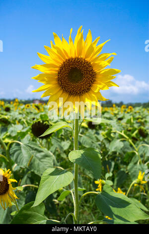 Sunflower cultivation has increased three times in the last few years, especially in the Subarnachar area of Noakhali district, because local farmers  Stock Photo