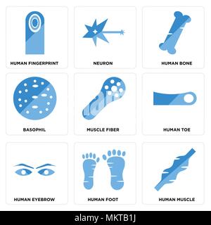 Set Of 9 simple editable icons such as Human Muscle, Foot, Eyebrow, Toe, Muscle Fiber, Basophil, Bone, Neuron, Fingerprint, can be used for mobile, we Stock Vector