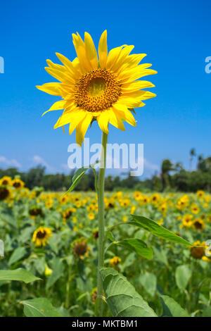 Sunflower cultivation has increased three times in the last few years, especially in the Subarnachar area of Noakhali district, because local farmers  Stock Photo