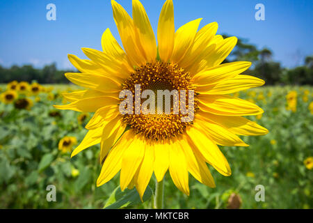 Sunflower cultivation has increased three times in the last few years, especially in the Subarnachar area of Noakhali district, because local farmers  Stock Photo