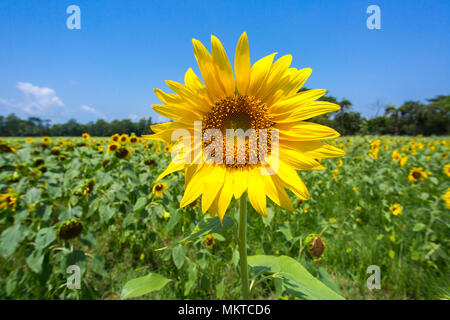 Sunflower cultivation has increased three times in the last few years, especially in the Subarnachar area of Noakhali district, because local farmers  Stock Photo