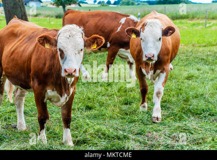 natural looking german cows on a meadow Stock Photo