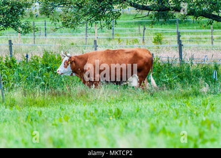 natural looking german cows on a meadow Stock Photo