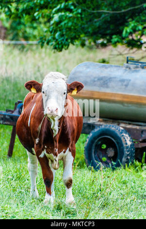 natural looking german cows on a meadow Stock Photo