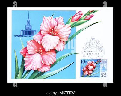 Cancelled postage stamp printed by Soviet Union, that shows Gladiolus Moscovite, circa 1978. Stock Photo