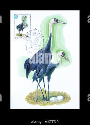 Cancelled postage stamp printed by Soviet Union, that shows Hooded Crane , circa 1982. Stock Photo