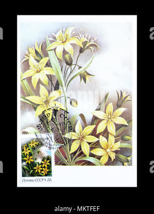 Cancelled postage stamp printed by Soviet Union, that shows Yellow Star of Bethlehem flower, circa 1978. Stock Photo