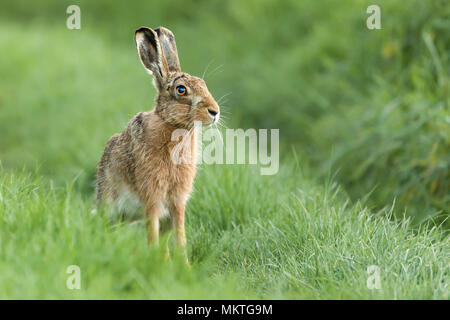 Beautiful wild hare in Norfolk UK early morning seen close up and in high detail. Wet grass farmland location Stock Photo