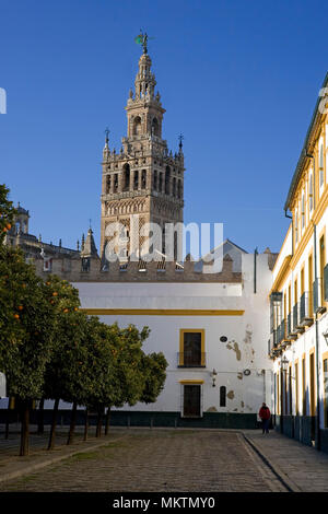The Giralda Tower from Plaza Patio de Banderas, Sevilla, Andalusia, Spain Stock Photo