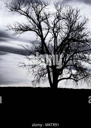 Landscape with lonely tree and dark stormy sky Stock Photo - Alamy