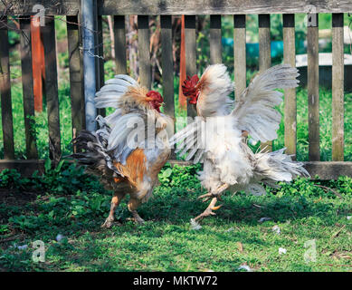 Cockfighting spurs hi-res stock photography and images - Alamy