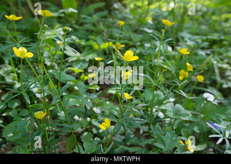 Goldilocks Buttercup - Ranunculus auricomus , Stoke Woods, Bicester, Oxfordshire owned by the Woodland Trust Stock Photo
