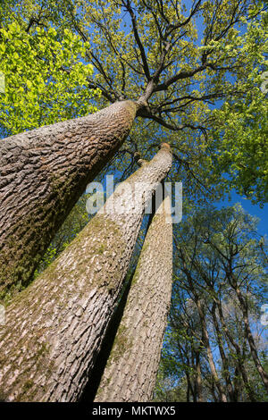 Pedunculate or English Oak - Quercus Robur, Stoke Woods, Bicester, Oxfordshire owned by the Woodland Trust Stock Photo