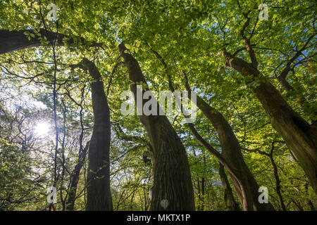 Ancient coppiced Hornbeam - Carpinus betulus, Stoke Woods, Bicester, Oxfordshire owned by the Woodland Trust Stock Photo