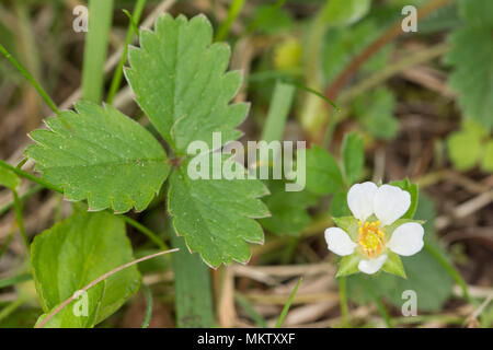 Wild Strawberry - Fragaria vesca, Stoke Woods, Bicester, Oxfordshire owned by the Woodland Trust Stock Photo