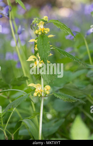 Yellow Archangel - Lamiastrum galeobdolon, Stoke Woods, Bicester, Oxfordshire owned by the Woodland Trust Stock Photo