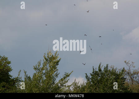 Swallows flying in bad weather Stock Photo