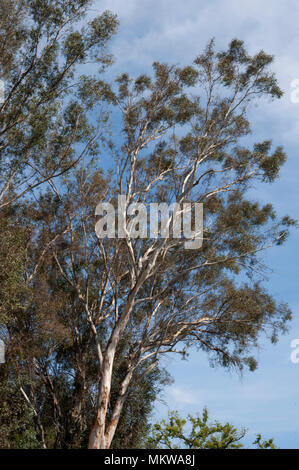 Eucalyptus tree at Huntington Gardens in Pasadena, CA Stock Photo