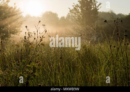 Early morning mist rising from Blue Lagoon Nature Reserve, Bletchley, Milton Keynes, Buckinghamshire on 8th May 2018 Stock Photo