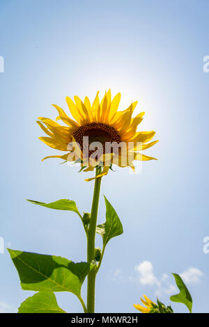 Sunflower cultivation has increased three times in the last few years, especially in the Subarnachar area of Noakhali district, because local farmers  Stock Photo