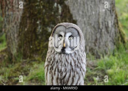 owl in zoo Stock Photo