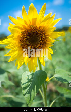 Sunflower cultivation has increased three times in the last few years, especially in the Subarnachar area of Noakhali district, because local farmers  Stock Photo