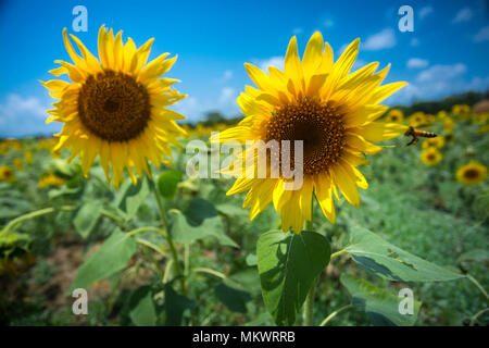 Sunflower cultivation has increased three times in the last few years, especially in the Subarnachar area of Noakhali district, because local farmers  Stock Photo