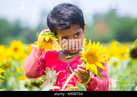 Sunflower cultivation has increased three times in the last few years, especially in the Subarnachar area of Noakhali district, because local farmers  Stock Photo