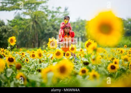 Sunflower cultivation has increased three times in the last few years, especially in the Subarnachar area of Noakhali district, because local farmers  Stock Photo